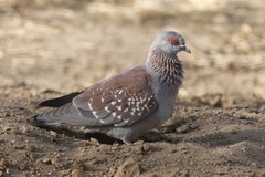 Columba guinea guinea