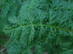Gonospermum fruticosum