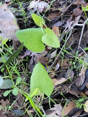 Aristolochia californica