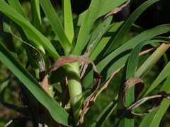 Dactylis smithii image