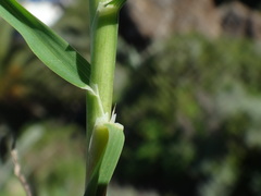 Dactylis smithii image