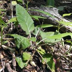 Adenocaulon chilense