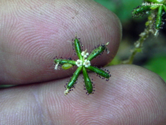 Adenocaulon chilense