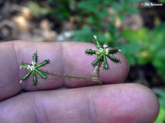 Adenocaulon chilense