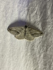 Digrammia imparilata