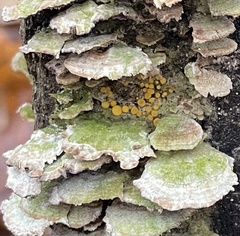 Bispora