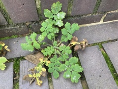Chelidonium majus