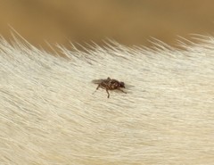 Hippobosca longipennis