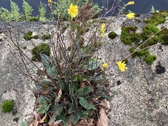 Hieracium glaucinum similatum