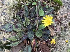 Hieracium glaucinum similatum