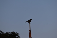 Acridotheres tristis