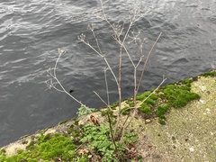 Anthriscus sylvestris