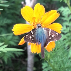 Urbanus proteus proteus