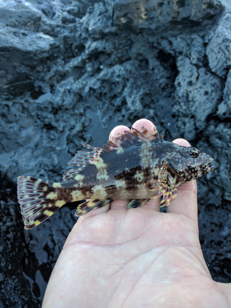 Spotted hawkfish (Cristacirrhitus punctatus) — Cirrhitidae