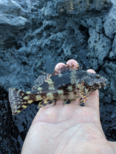 Spotted hawkfish (Cristacirrhitus punctatus) — Cirrhitidae