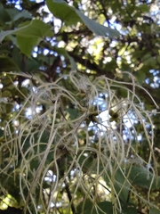 Clematis polygama