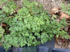 Anthriscus sylvestris