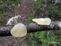 Aleurodiscus vitellinus