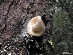 Aleurodiscus vitellinus