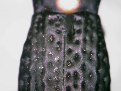 Polypleurus perforatus