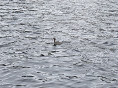 Podiceps cristatus