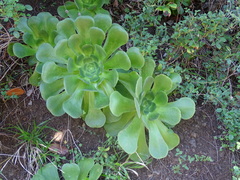 Aeonium canariense subsp. canariense image