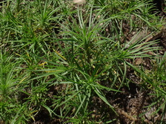 Plantago arborescens