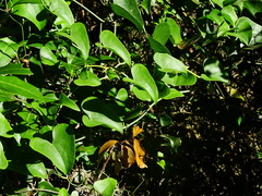 Smilax aspera