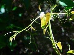 Smilax aspera