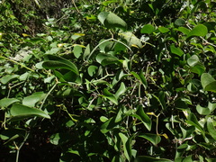 Smilax aspera