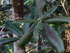 Pleiomeris canariensis image