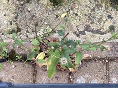 Hieracium sabaudum