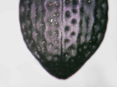 Polypleurus perforatus