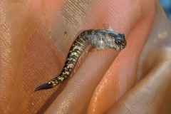 Istiblennius dussumieri