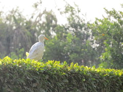 Bubulcus ibis