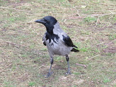 Corvus cornix