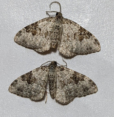 Xanthorhoe iduata