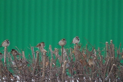 Passer domesticus