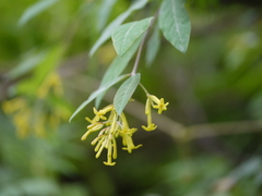 Wikstroemia canescens
