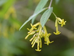 Wikstroemia canescens