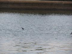 Hirundo rustica