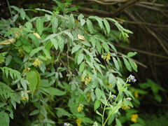 Wikstroemia canescens