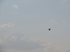 Hirundo rustica
