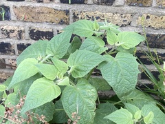 Physalis peruviana