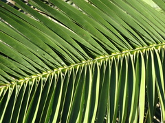 Phoenix canariensis image