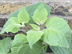 Physalis peruviana