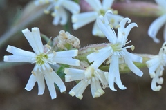 Silene spergulifolia