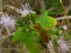 Tamaulipa azurea
