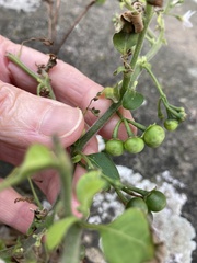 Solanum