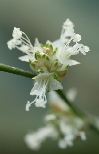 Callisia fragrans